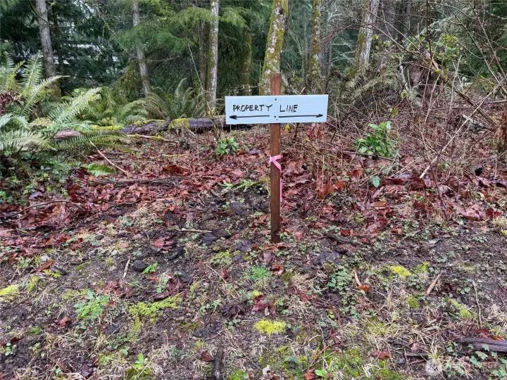 This is the west property line, it is well marked with white stakes