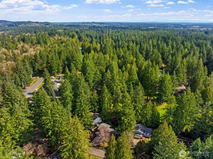 Mature Trees Everywhere!