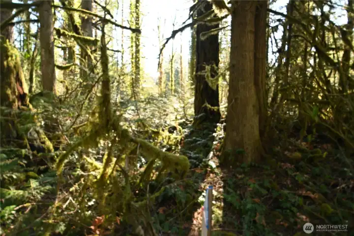 View into property from Old Cascade Hwy