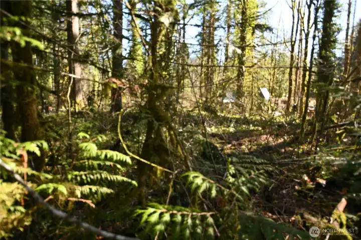 View into property from access road