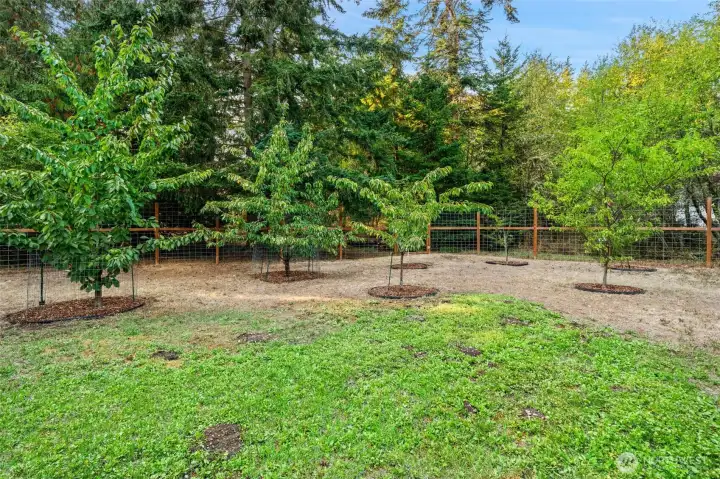 Fruit Tree Throughout