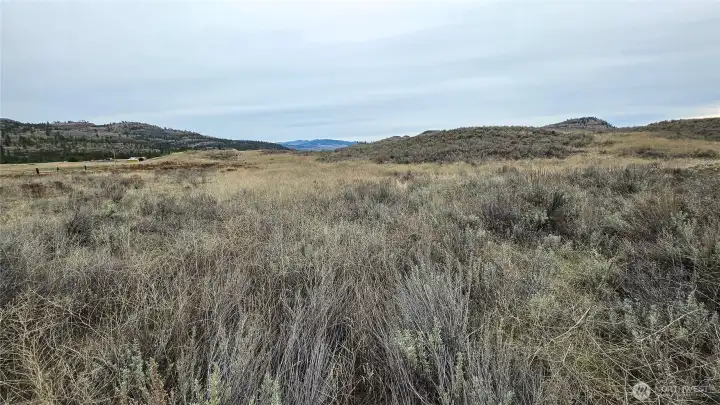 Shot from center lot. Great building site with room to roam.