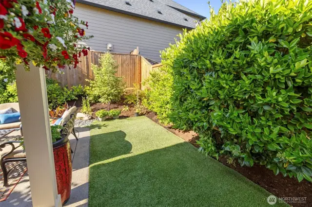 Backyard
