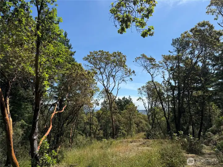 Potential second building site