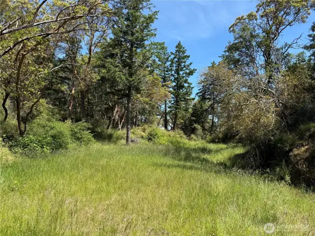 "The Meadow"