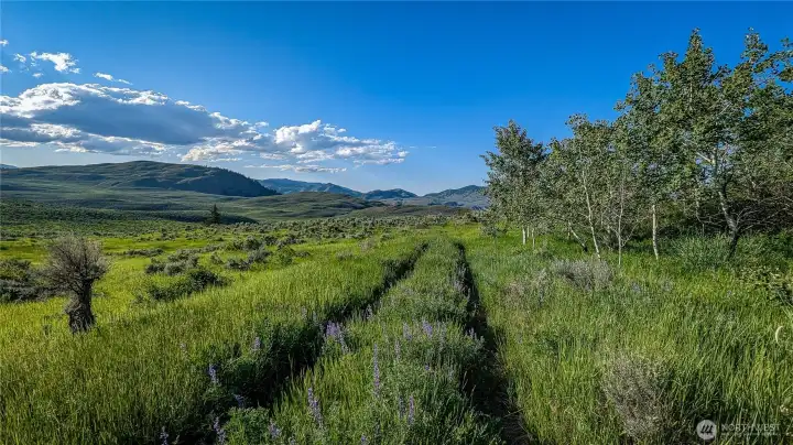 This grove of mature Quaking Aspens offers privacy and shelter in the heart of the property. Enjoy the afternoon shade and a front-row seat to the Okanogan Valley's western sunsets.