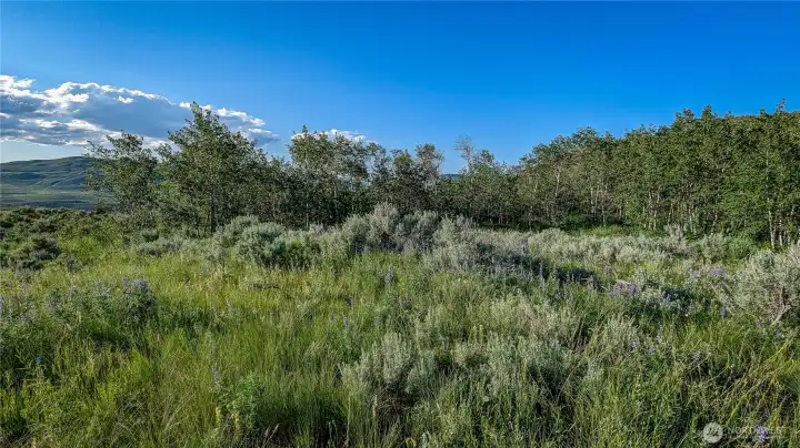 A commanding view from the south end. Look across your private Quaking Aspen grove toward the sprawling northern section of the property. This perspective showcases the unique blend of trees and open space that makes this Okanogan County acreage so special.