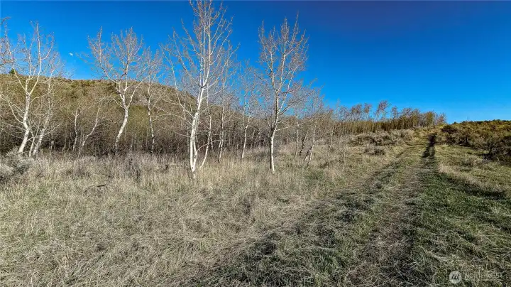Seasonal beauty and natural privacy. As the Quaking Aspens begin to wake up, the property transforms into a secluded retreat. This mature grove provides a stunning backdrop and natural windbreak for your future cabin site. A true Okanogan gem.