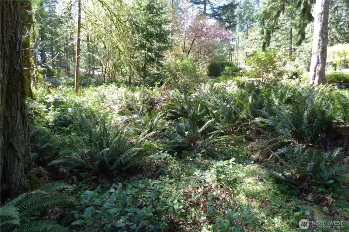 Your own 'greenbelt' that you own!