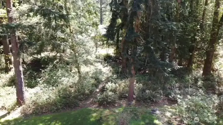 Another view of the 'woods'.