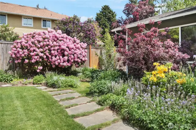 A closer view of the front yard as you approach the front porch. The rhodie is spectacular this time of year!