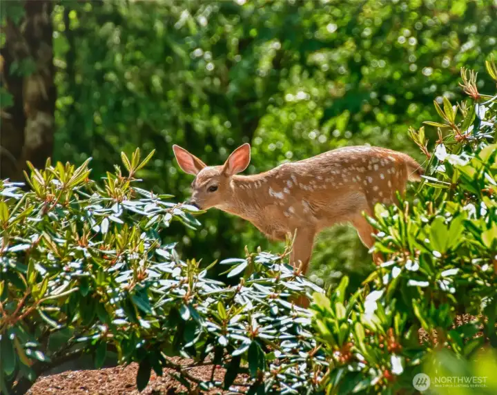 Wildlife visit and act like pets