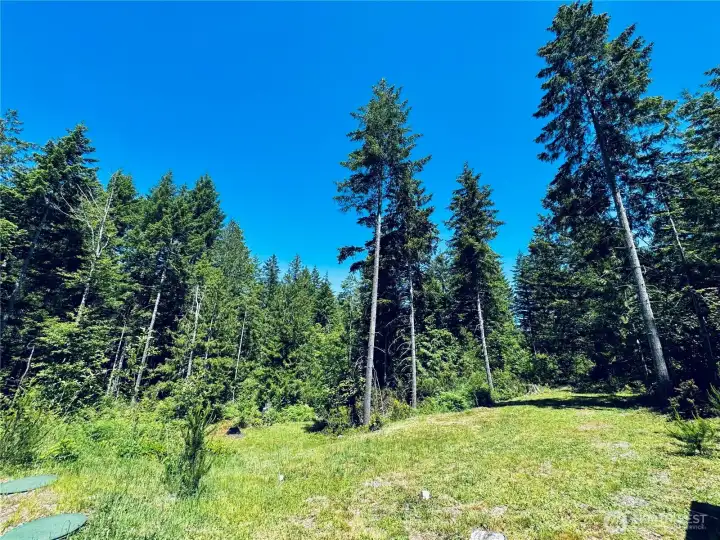 Forested land
