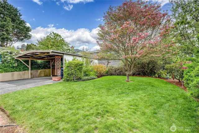 The tranquil backyard.