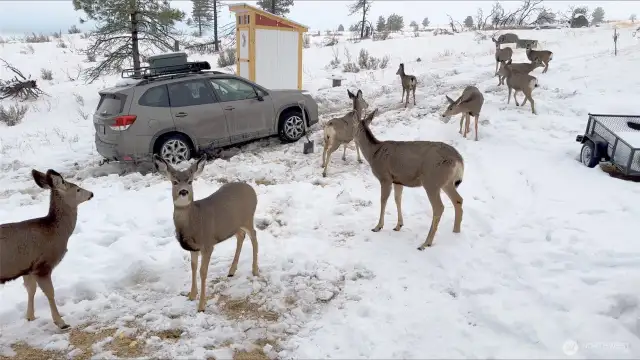 Friendly deer will keep you company. They love apples!