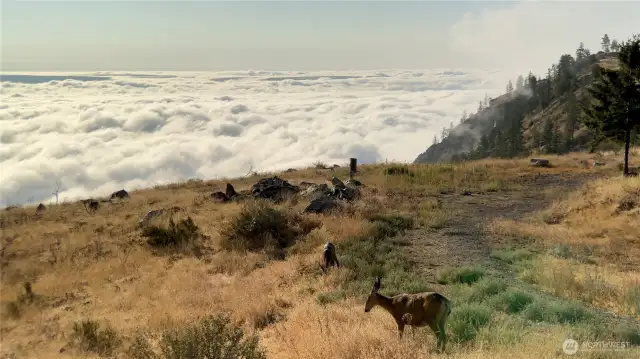 Live on top of the world with your new deer friends.