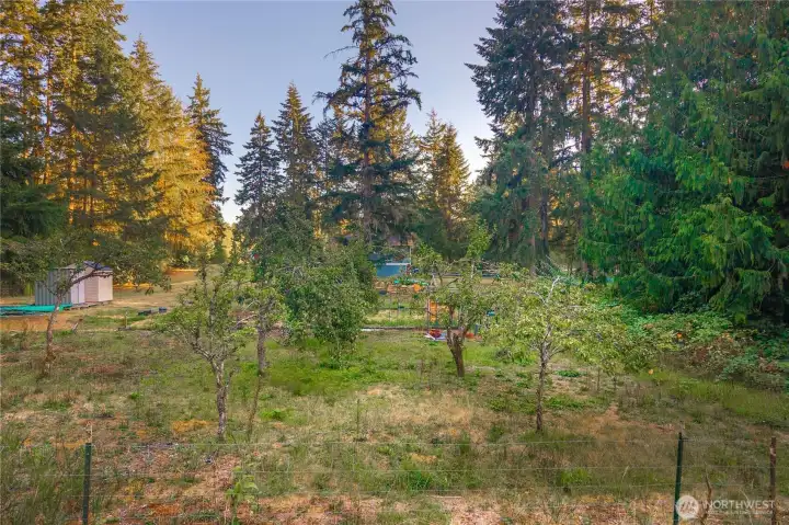 2 apple trees and 4 pear trees