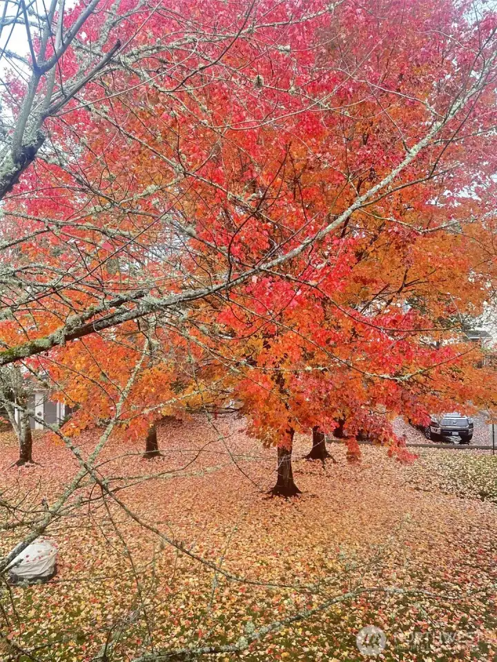 Back tree in the yard in the Fall, from the primary bedroom window!