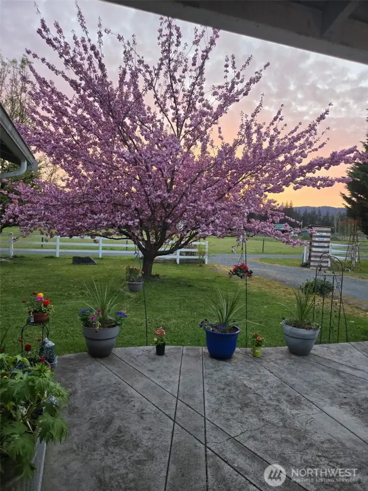 Beautiful Cherry blossom tree out front! Beautiful Cherry blossom tree out front!