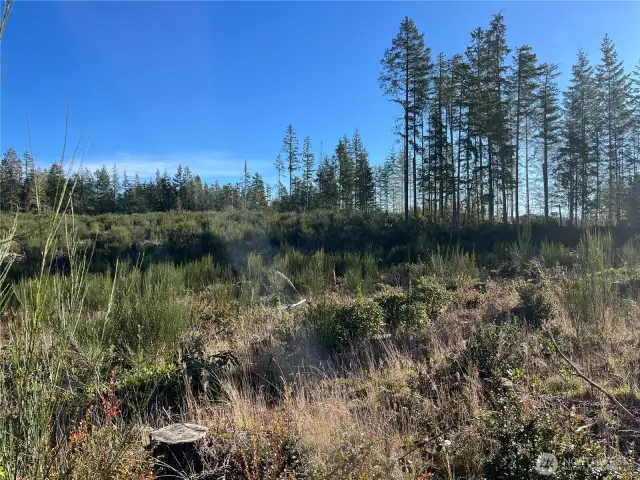 South Easterly View towards SE Boundary