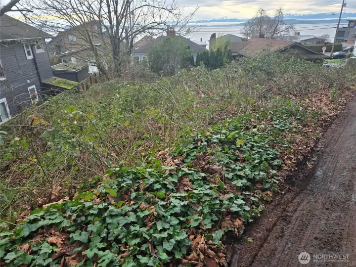 The lot for sale is the blackberries between fences