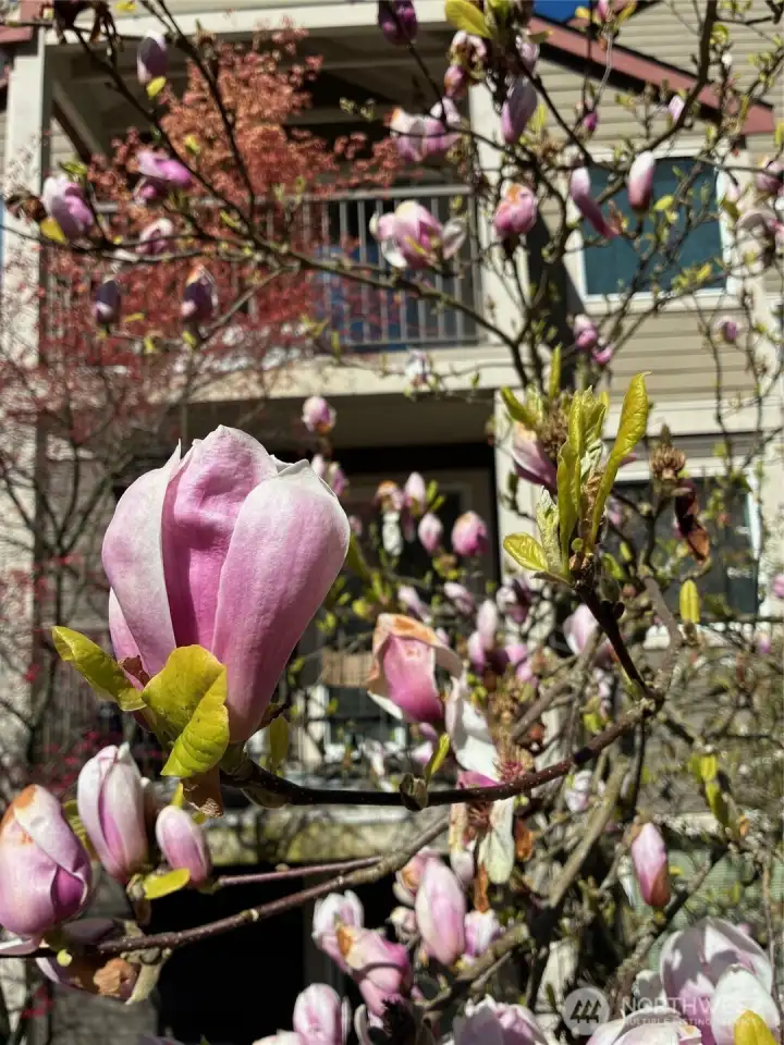 Magnolia on Property Magnolia on Property