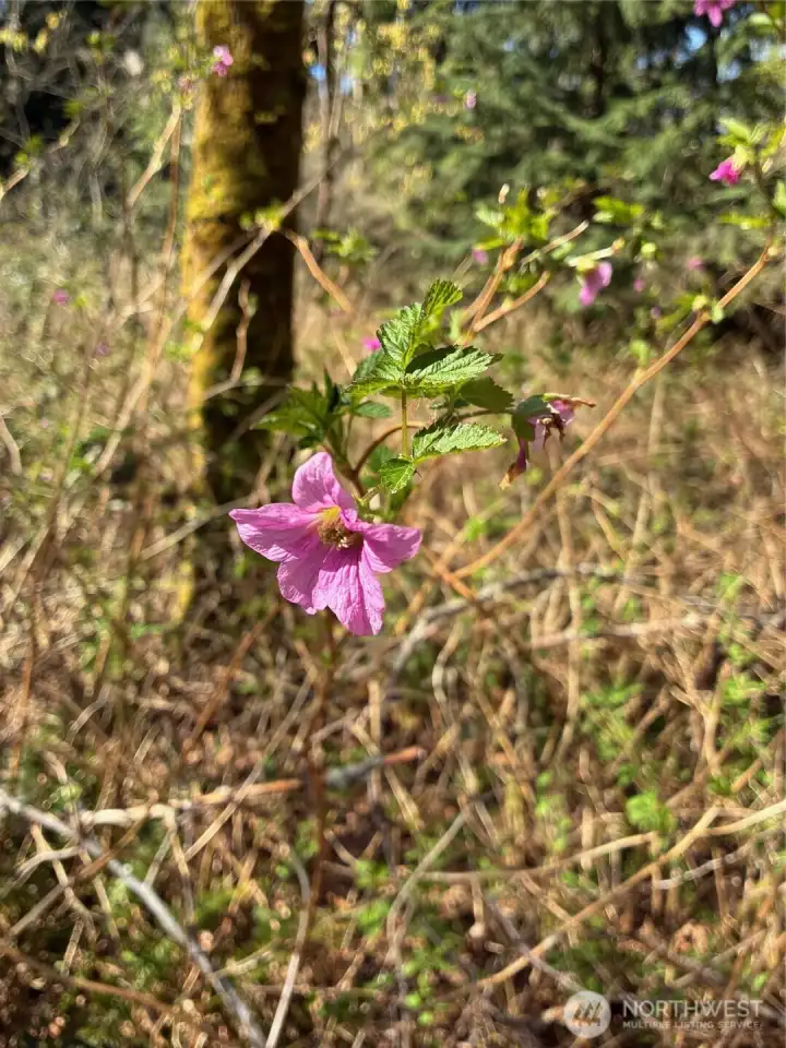 Salmonberry on Trail Salmonberry on Trail