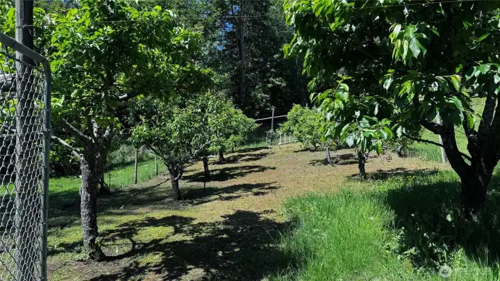 Orchard, pear, cherries, apple, blueberry, fig. Orchard ladder stays.
