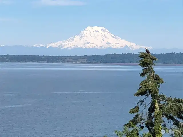 lView from your front porch.  That pesky eagle is often there, interrupting your view of The Mountain.