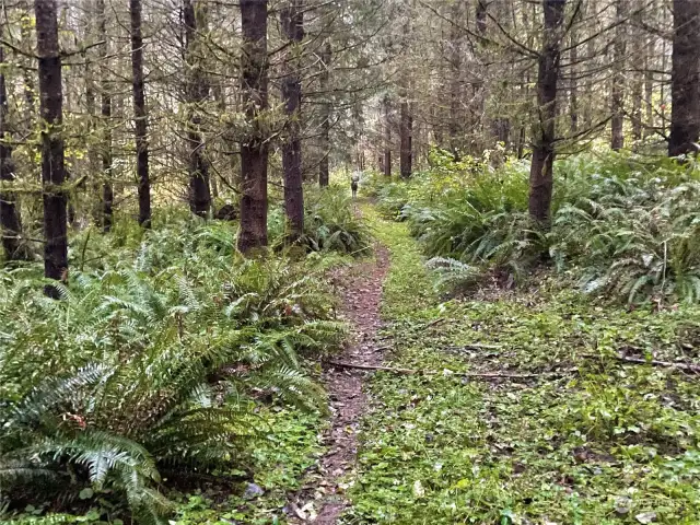 Deer walking through forest.