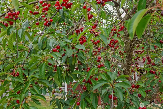 Cherries, also blueberries on the property.