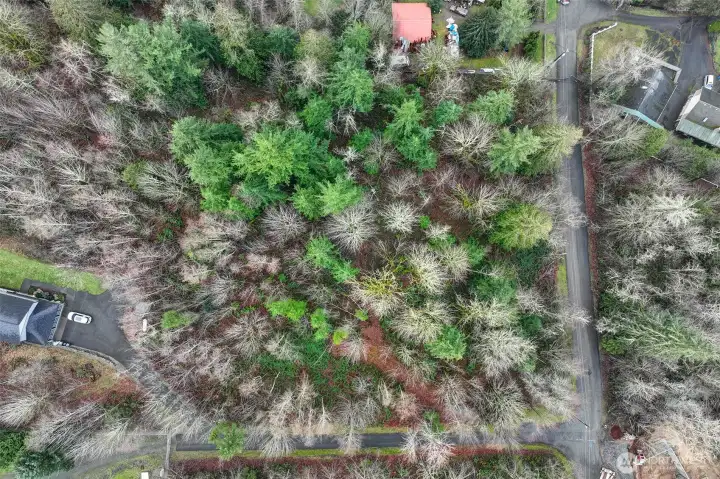 A blend of deciduous and evergreen trees fill this home site.