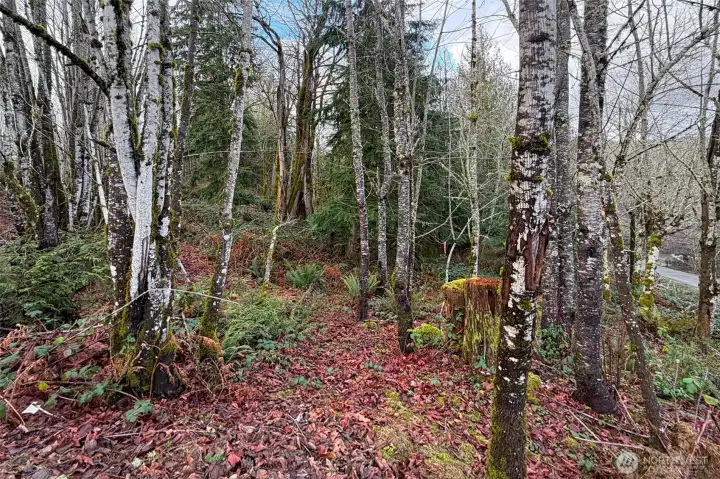 Building your own home in Ravensdale, WA offers the rare chance to enjoy peaceful country living while staying close to city conveniences. Surrounded by natural beauty, it’s a rewarding experience that lets you create a home perfectly suited to your lifestyle.