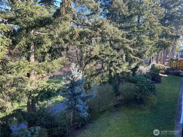 The view from the covered deck are green and glorious!