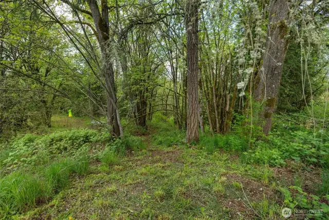 Just a couple of the many mature trees on this beautiful acreage.