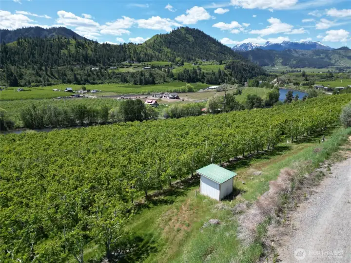 Pear Orchard Standing Near Lot 3
