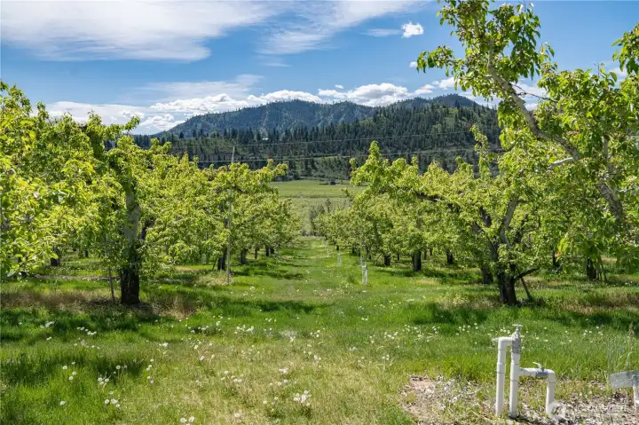 Views Looking Through the Orchard