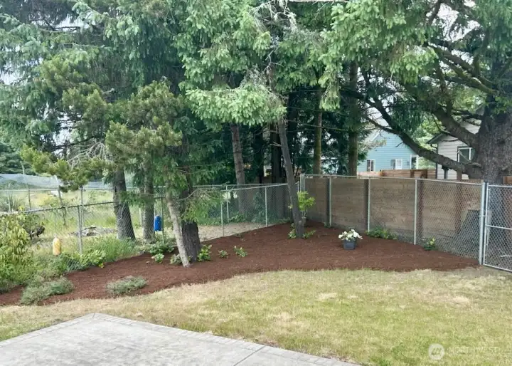 Fully-fenced and landscaped backyard