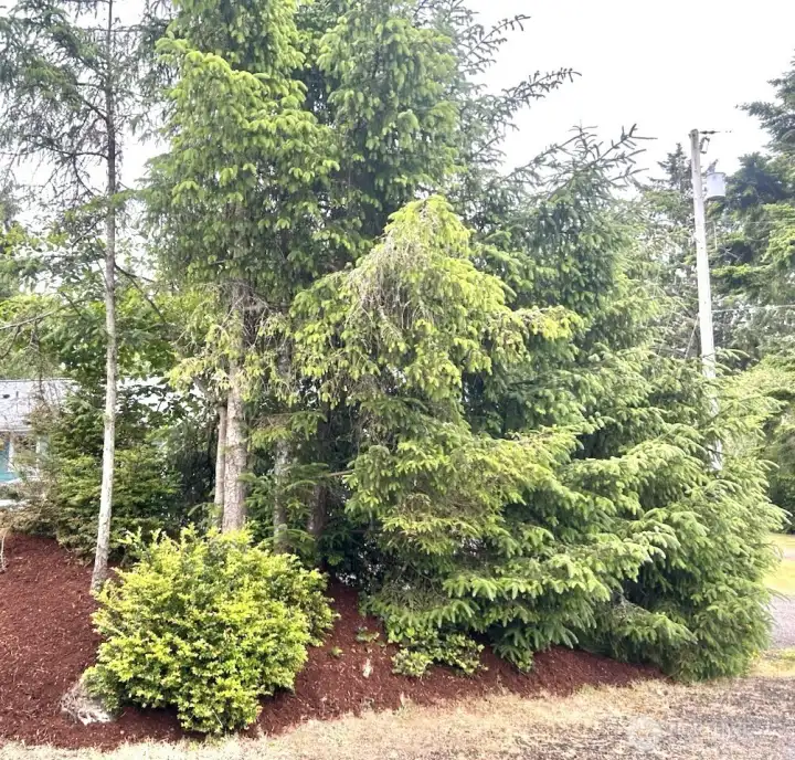 Front yard island offers a nature view and added privacy