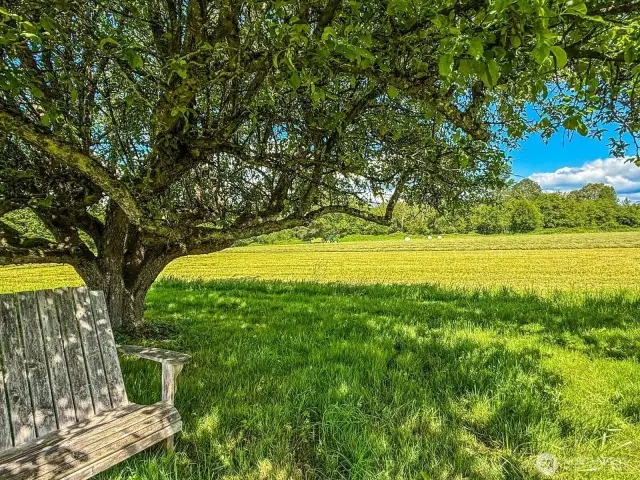 Coffee under the apple tree, don't forget your book.
