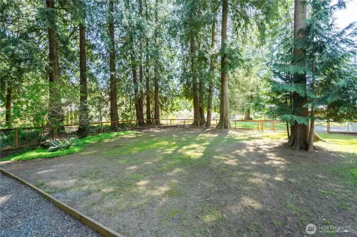 East side yard, house is to the right.