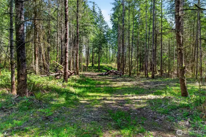 Blue skies and sunshine lead you through the forest canopy, creating a peaceful and inviting path to explore.