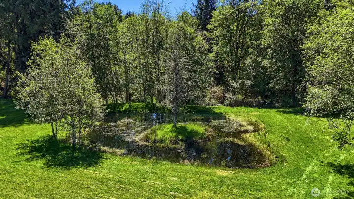 Pond