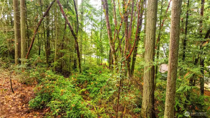 Lots of marketable timber.