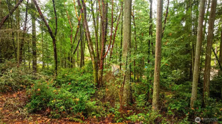 Lots of marketable timber.