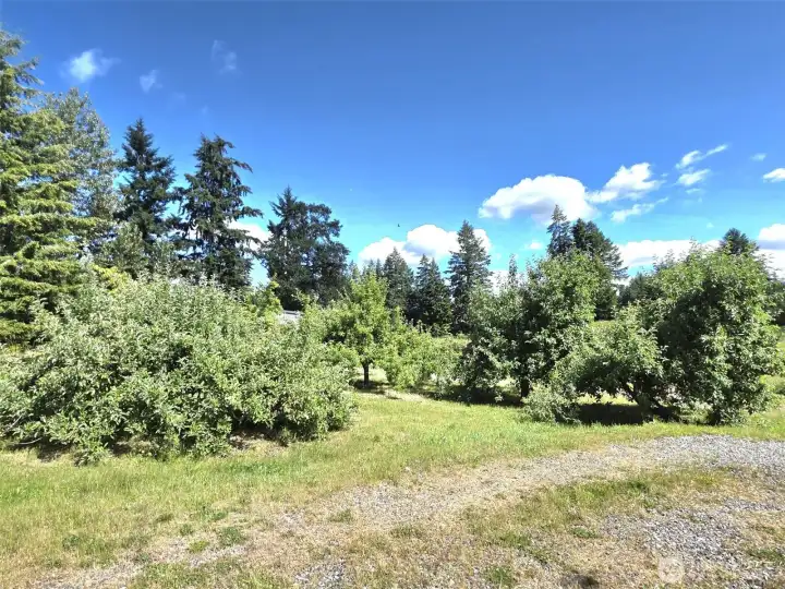Orchard with plum, cherry and apple trees.