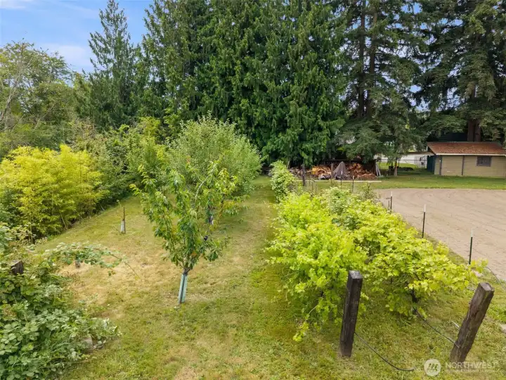 Fruit trees and berry bushes Fruit trees and berry bushes