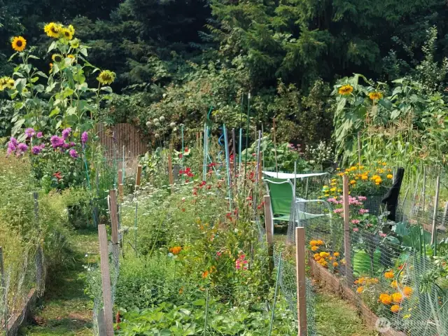 Pea Patches