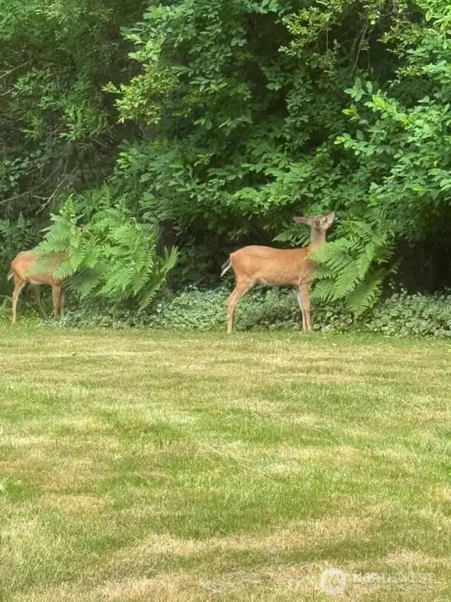 Nature viewing from home.