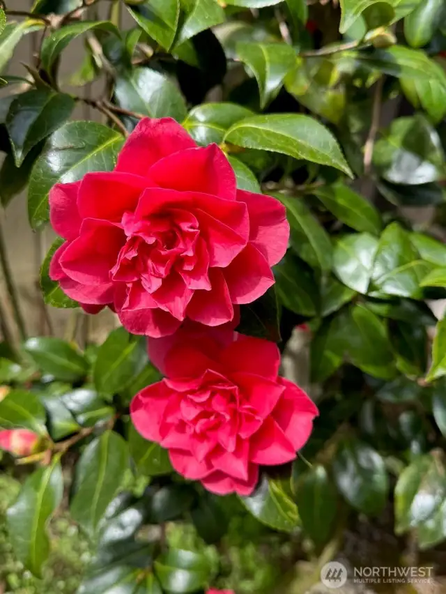 Gardener's delight